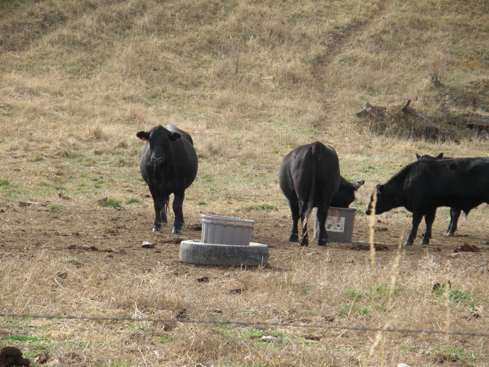 Calf immunity (1).JPG